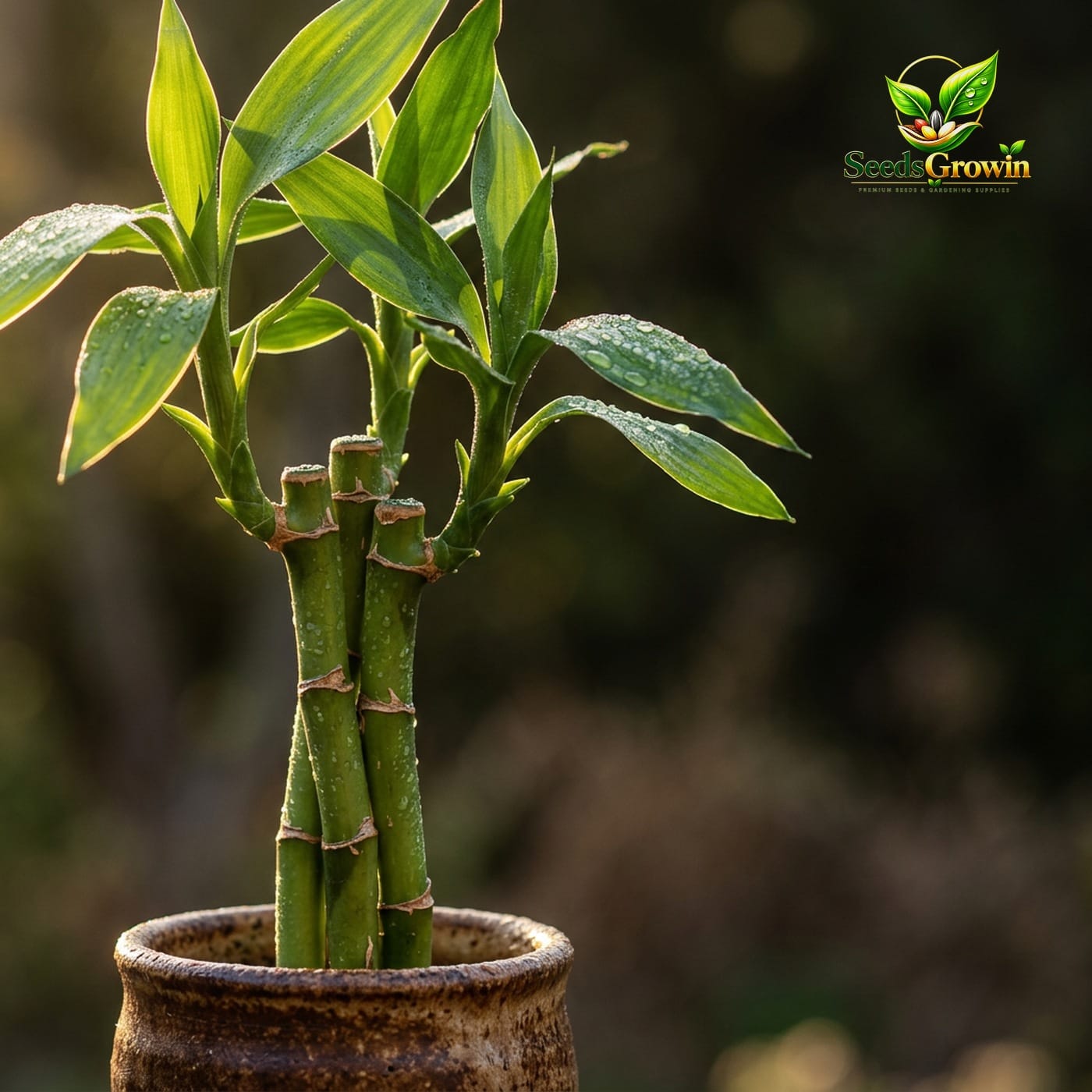 Lucky Bamboo Live Plant 3 Stalk Set Indoor Houseplant Good Fortune Prosperity Gift product photo for gardening and home growing