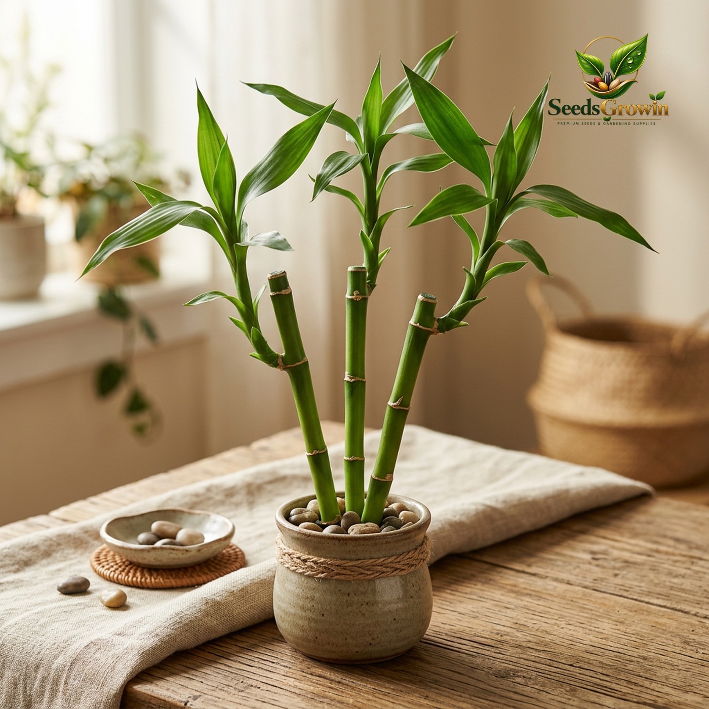 Lucky Bamboo Live Plant 3 Stalk Set Indoor Houseplant Good Fortune Prosperity Gift product photo for gardening and home growing