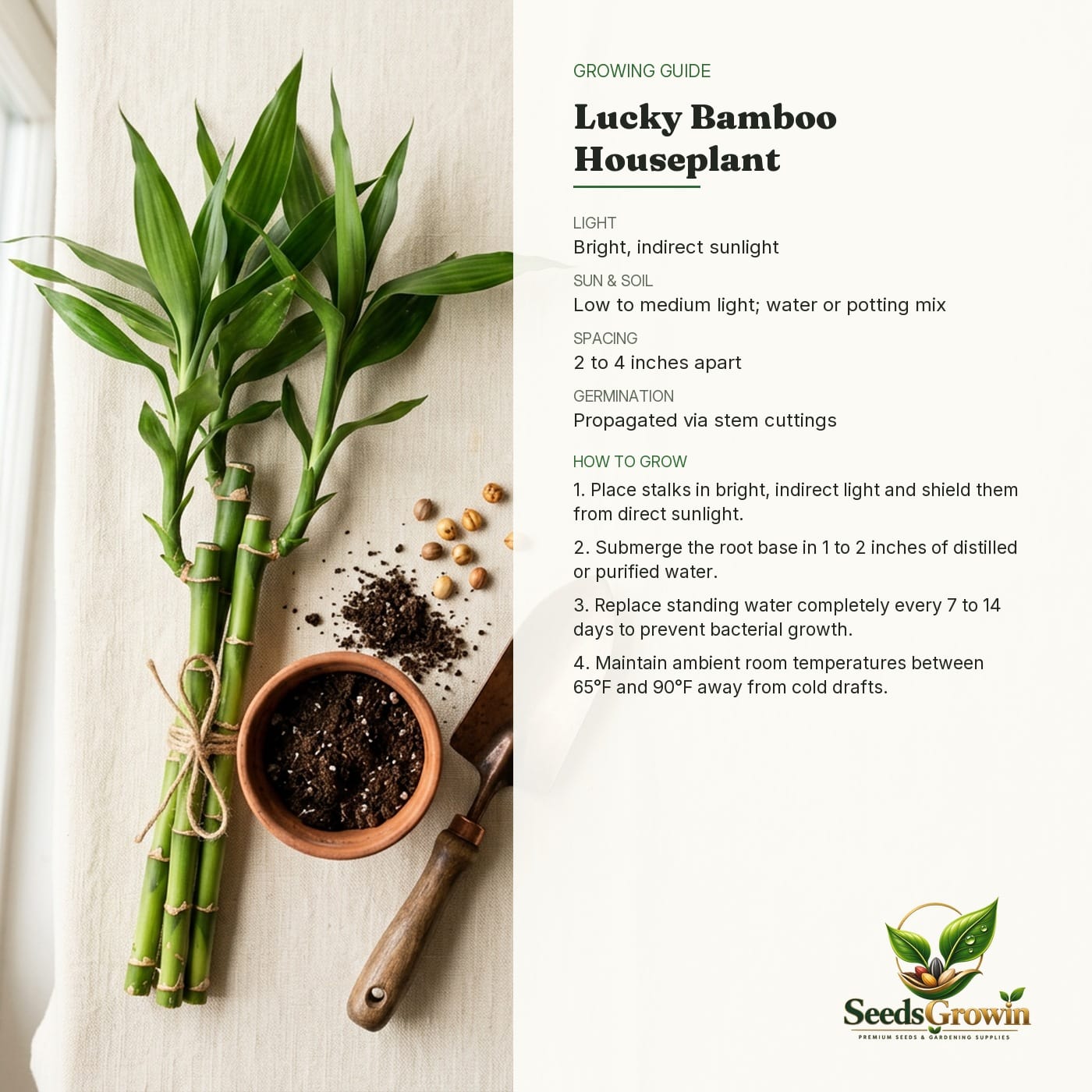 Lucky Bamboo Live Plant 3 Stalk Set Indoor Houseplant Good Fortune Prosperity Gift product photo for gardening and home growing