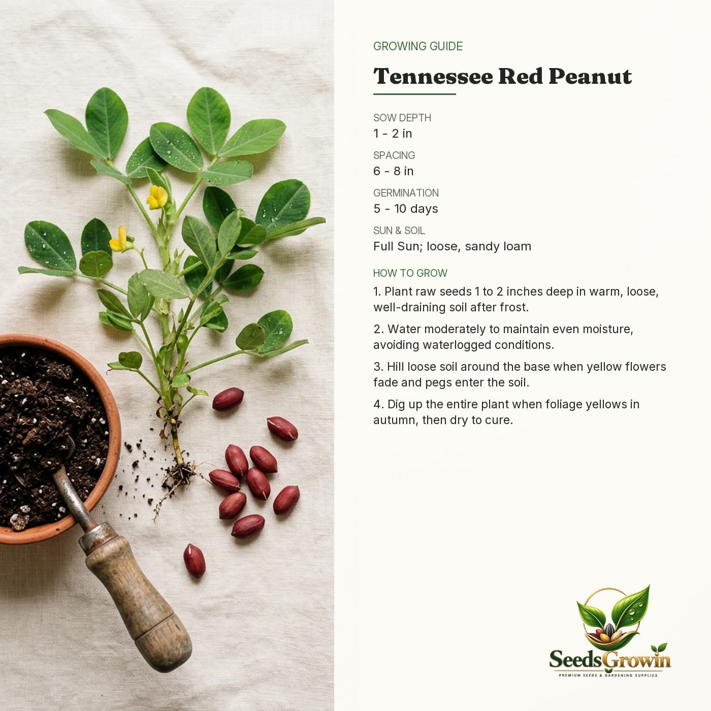Tennessee Red Peanut Seeds Arachis Hypogaea Heirloom Non GMO Legume Crop Growing product photo for gardening and home growing