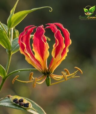 Flame Lily Seeds Gloriosa Rothschildiana Exotic Climbing Perennial Heirloom Variety product photo for gardening and home growing