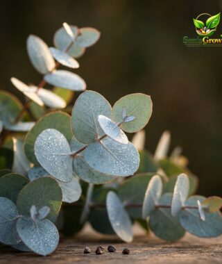 Eucalyptus Cinerea Seeds Silver Dollar Foliage Perennial Greenery Indoor Outdoor Growing product photo for gardening and home growing