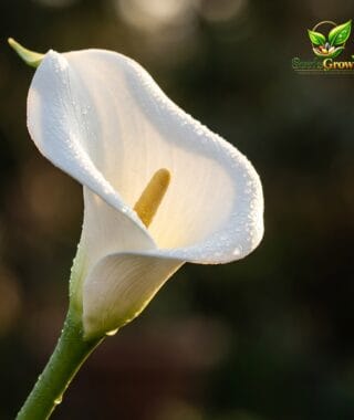 Artificial Calla Lily Flowers PU Bouquet Wedding Decor Faux Floral Arrangement Home Accent product photo for gardening and home growing