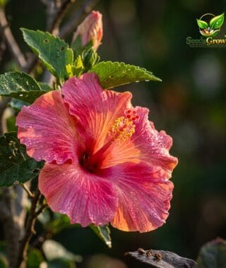 Hibiscus Seeds Tropical Perennial Outdoor Plant Colorful Pollinator Friendly Landscape Variety product photo for gardening and home growing