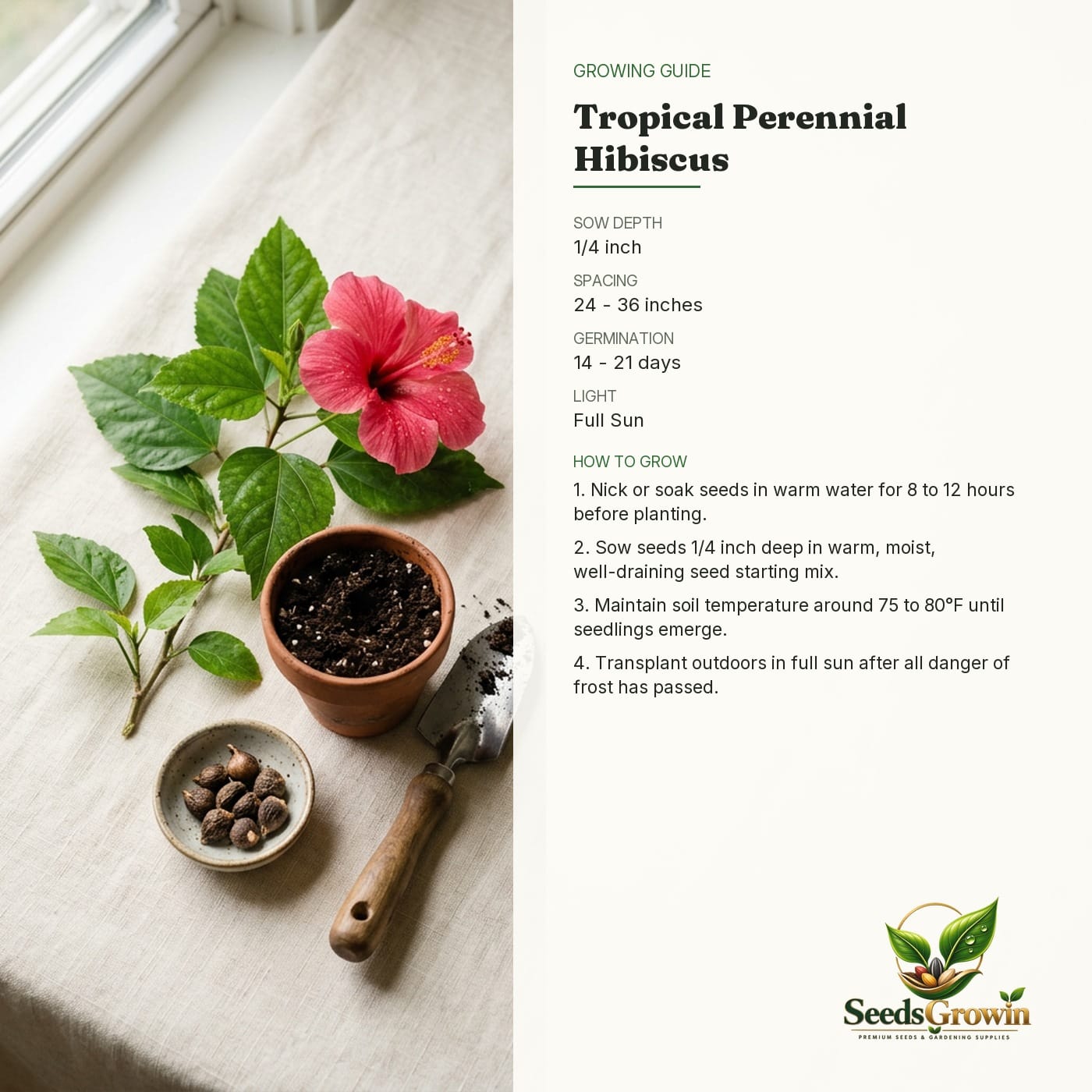Hibiscus Seeds Tropical Perennial Outdoor Plant Colorful Pollinator Friendly Landscape Variety product photo for gardening and home growing