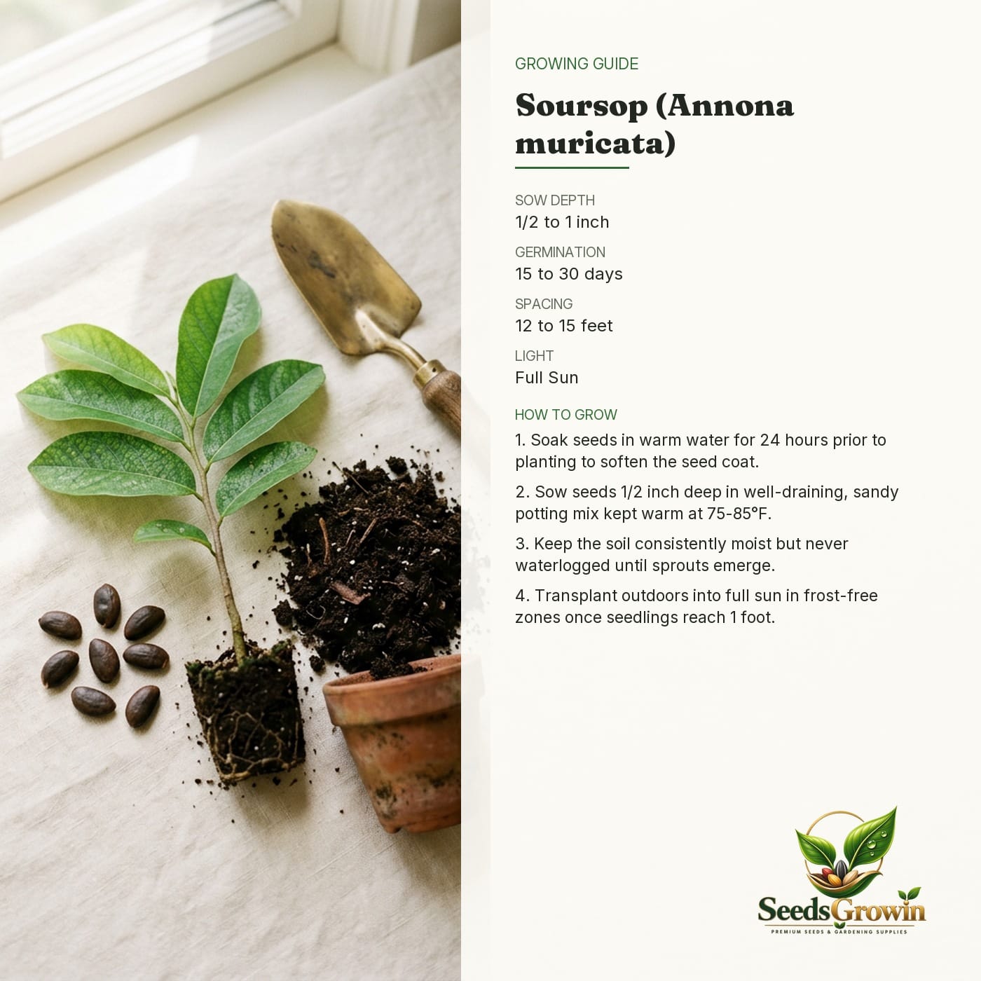 Soursop Seeds Graviola Guanabana Annona Muricata Tropical Fruit Tree Perennial Cultivation product photo for gardening and home growing