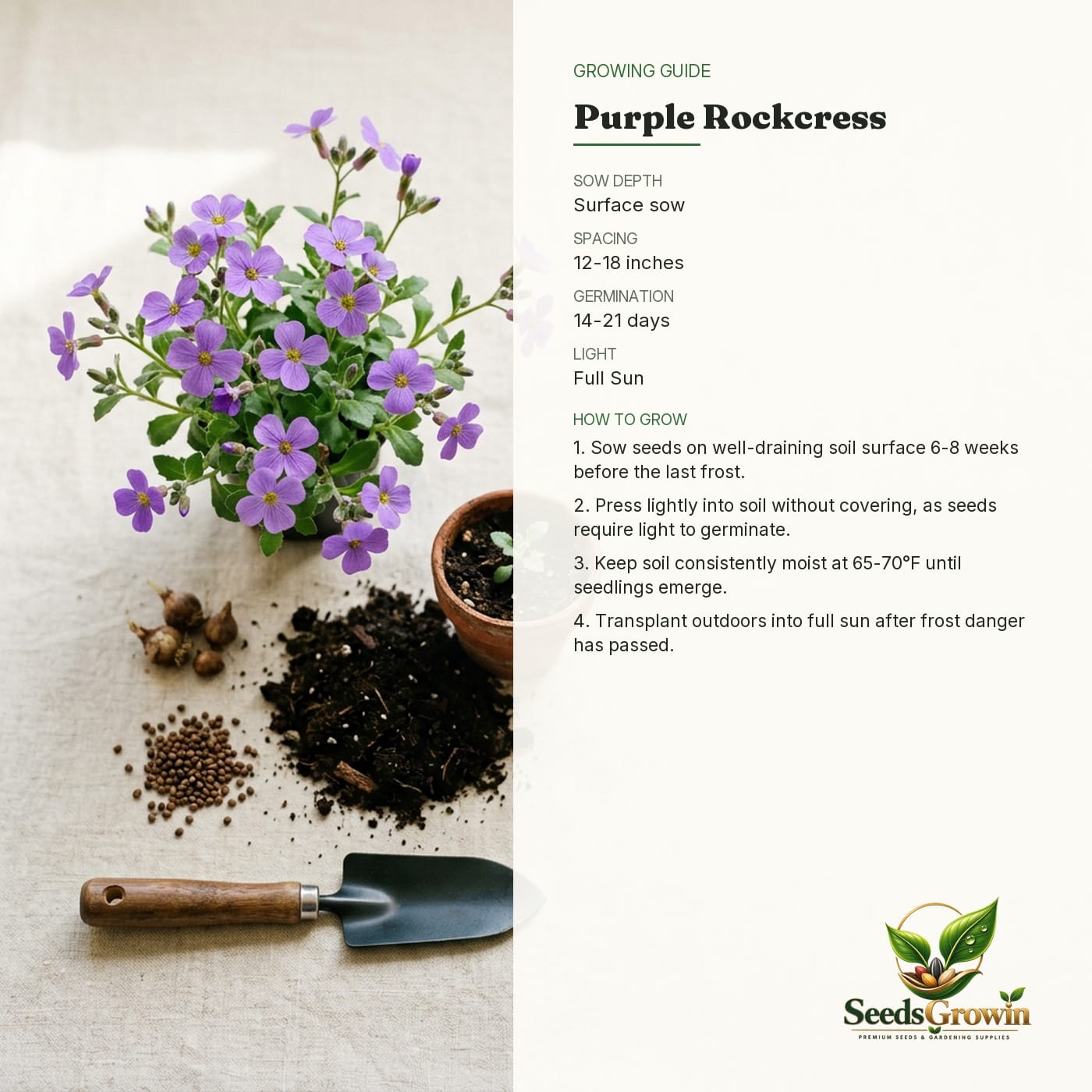 Purple Rockcress Seeds Violet Groundcover Flower for Garden Landscaping Hardy Perennial Blooming Plant product photo for gardening and home growing