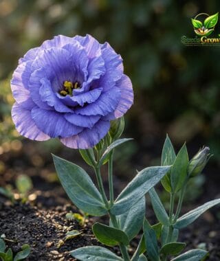 Doublini Blue Lisianthus Seeds - Eustoma Grandiflorum - Double Bloom Cut Flower product photo for gardening and home growing