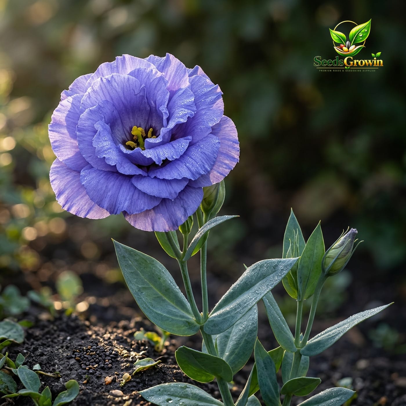 Doublini Blue Lisianthus Seeds - Eustoma Grandiflorum - Double Bloom Cut Flower product photo for gardening and home growing