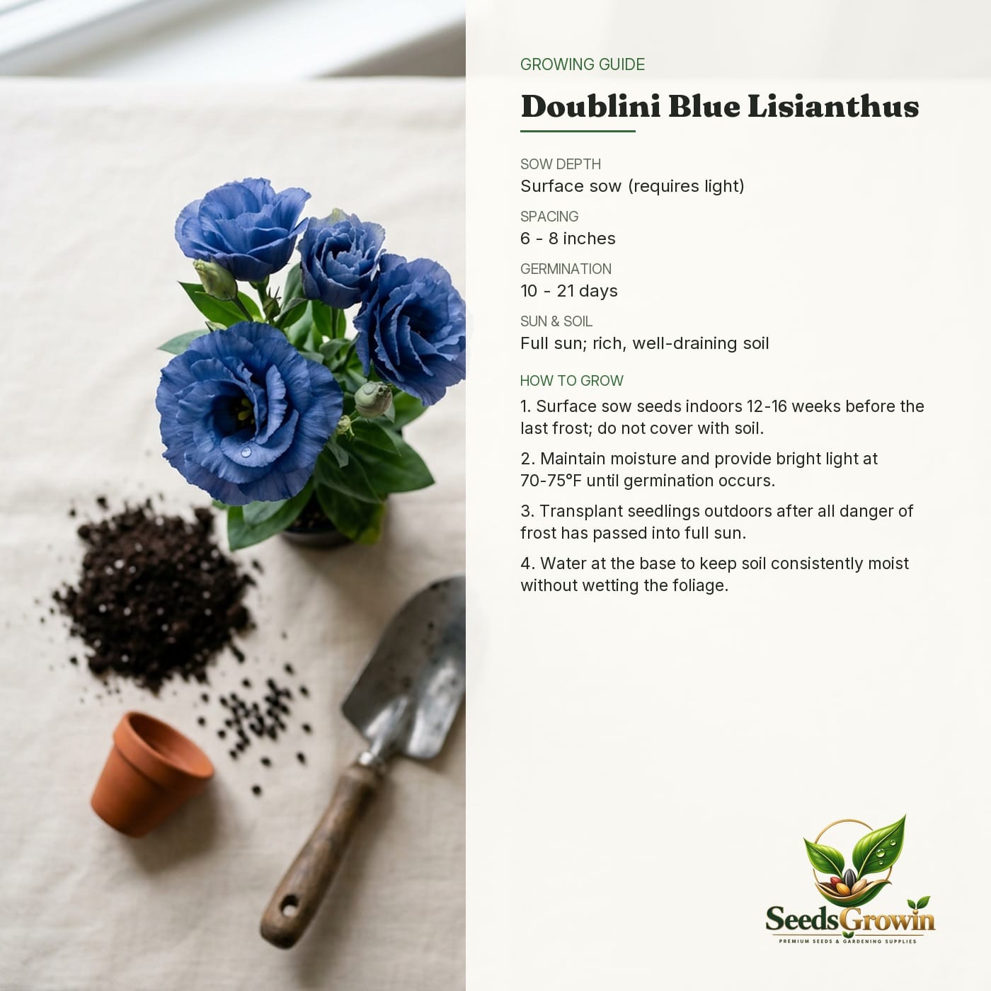 Doublini Blue Lisianthus Seeds - Eustoma Grandiflorum - Double Bloom Cut Flower product photo for gardening and home growing