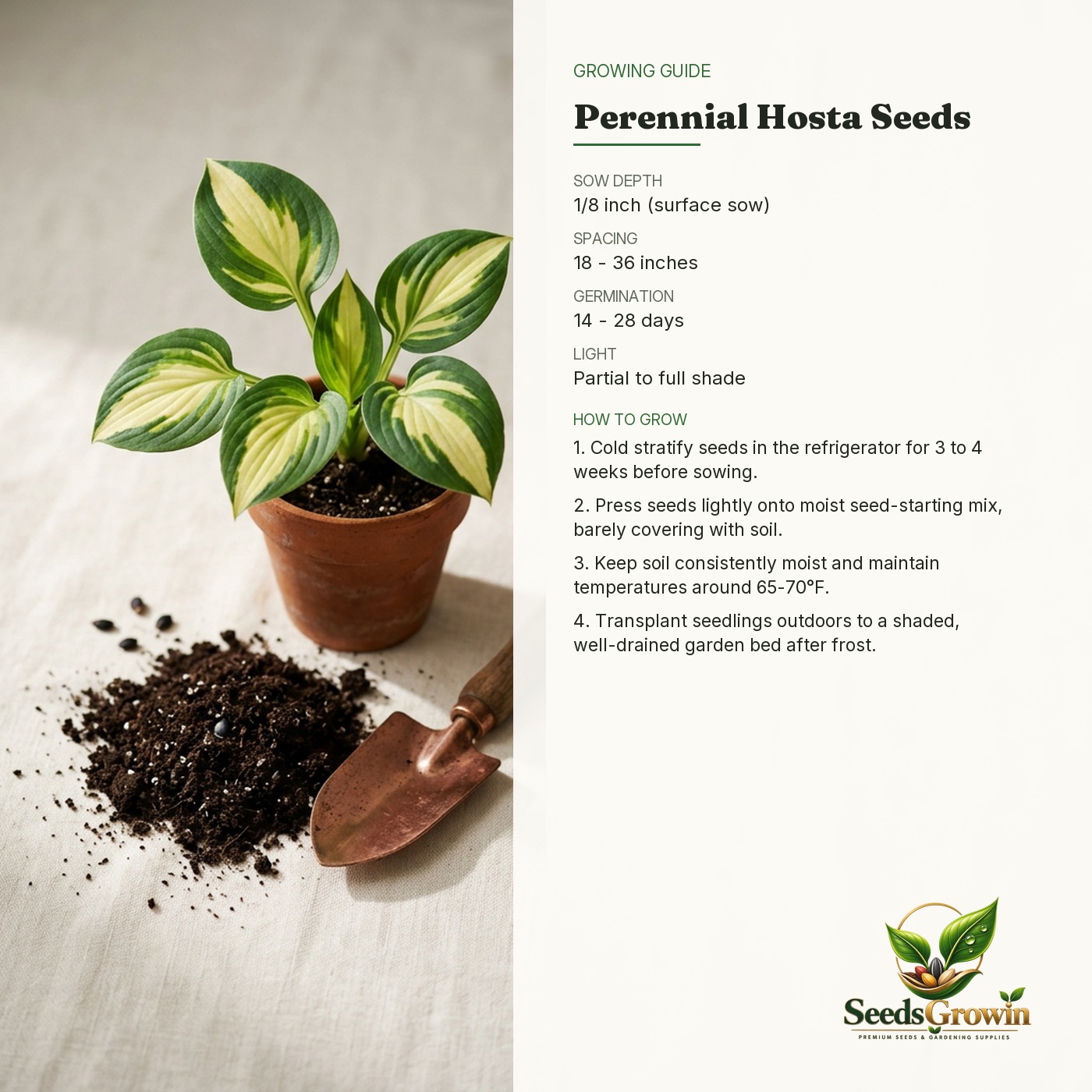 Rainbow Hosta Seeds – Heart-Shaped Foliage Perennial Garden Plant product photo for gardening and home growing