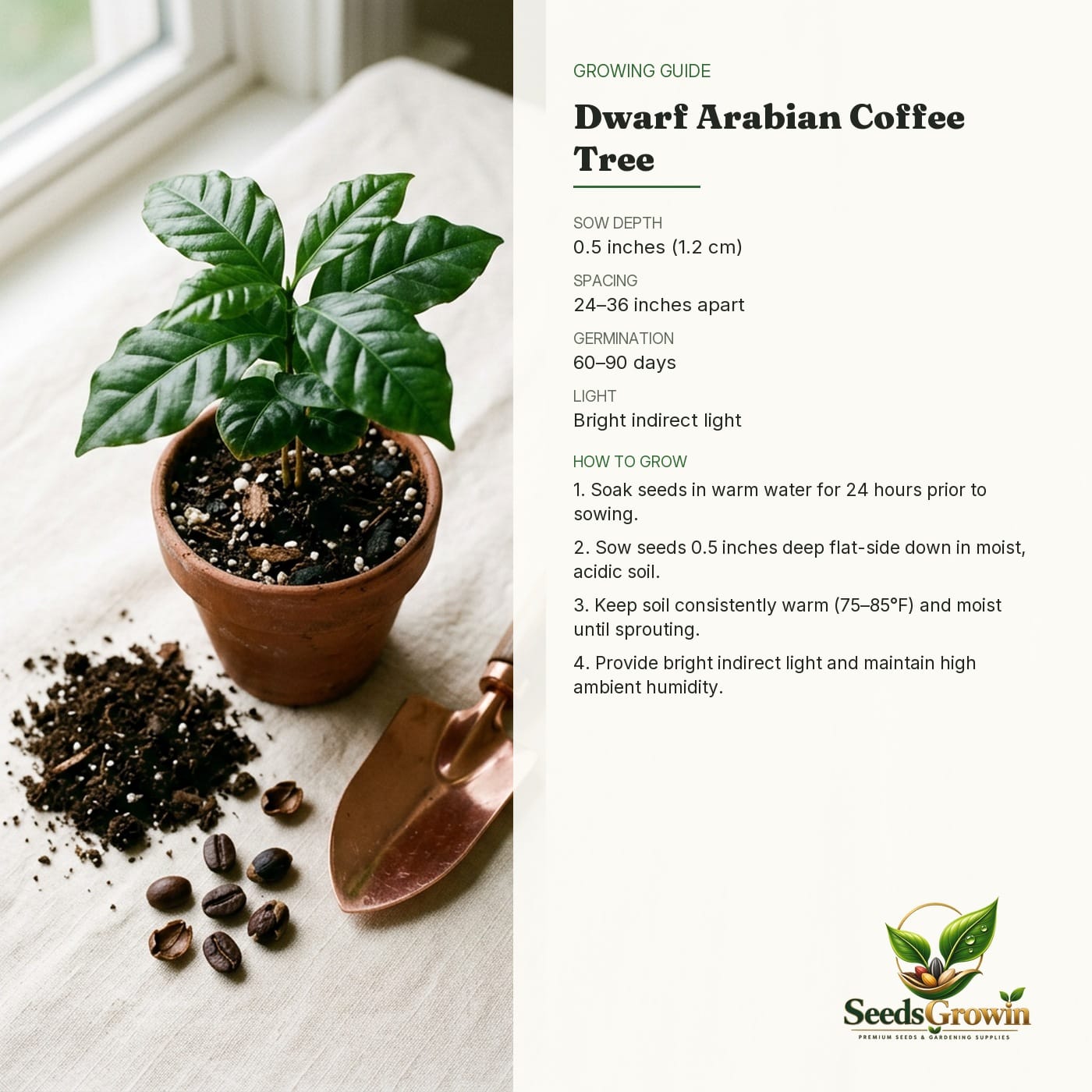 Dwarf Arabian Coffee Tree Seeds, Coffea Arabica, Indoor Tropical Houseplant product photo for gardening and home growing
