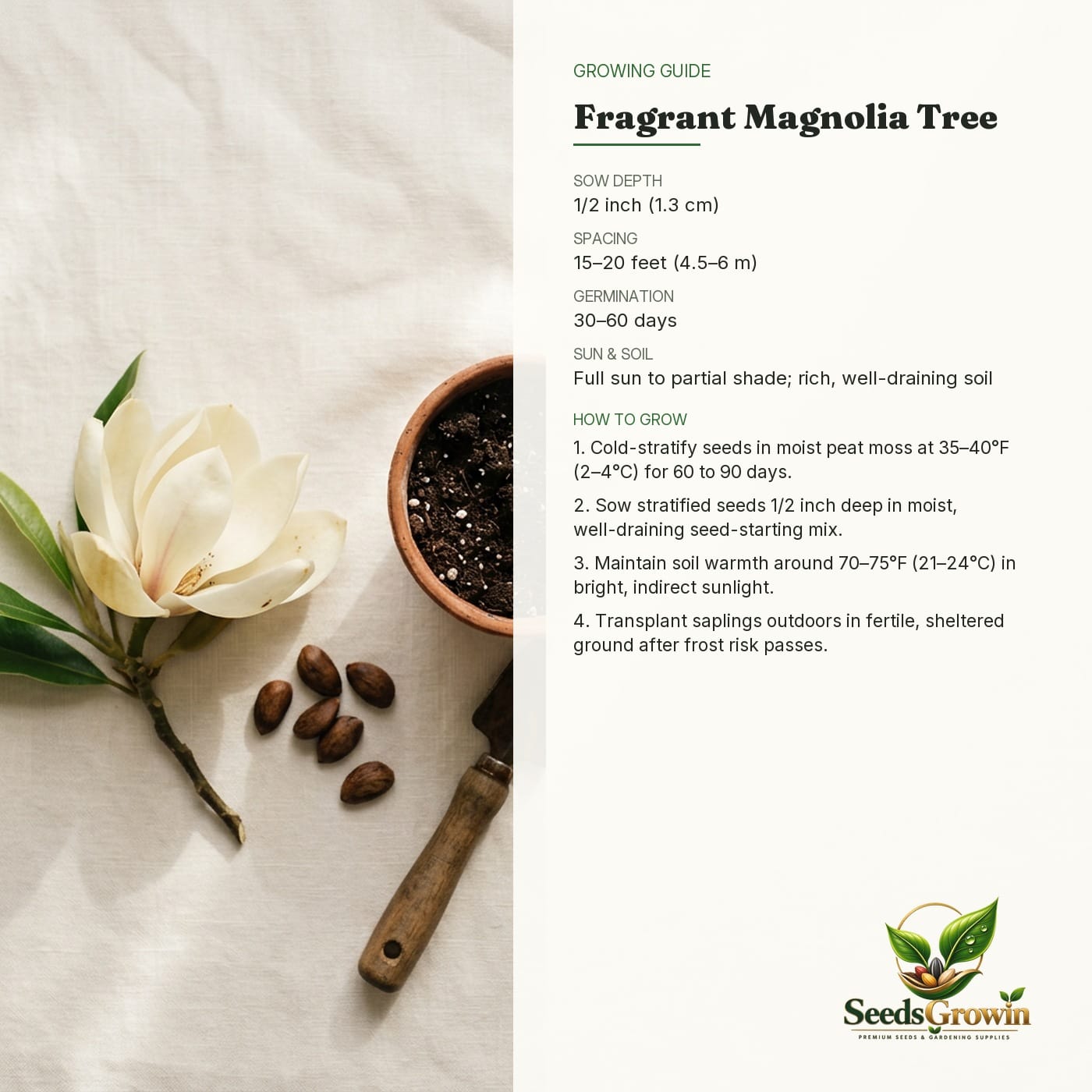 Fragrant Magnolia Flower Seeds product photo for gardening and home growing