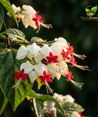 Climbing Jasmine Flower Seeds - Clerodendrum Vine - Fragrant Pollinator Friendly product photo for gardening and home growing