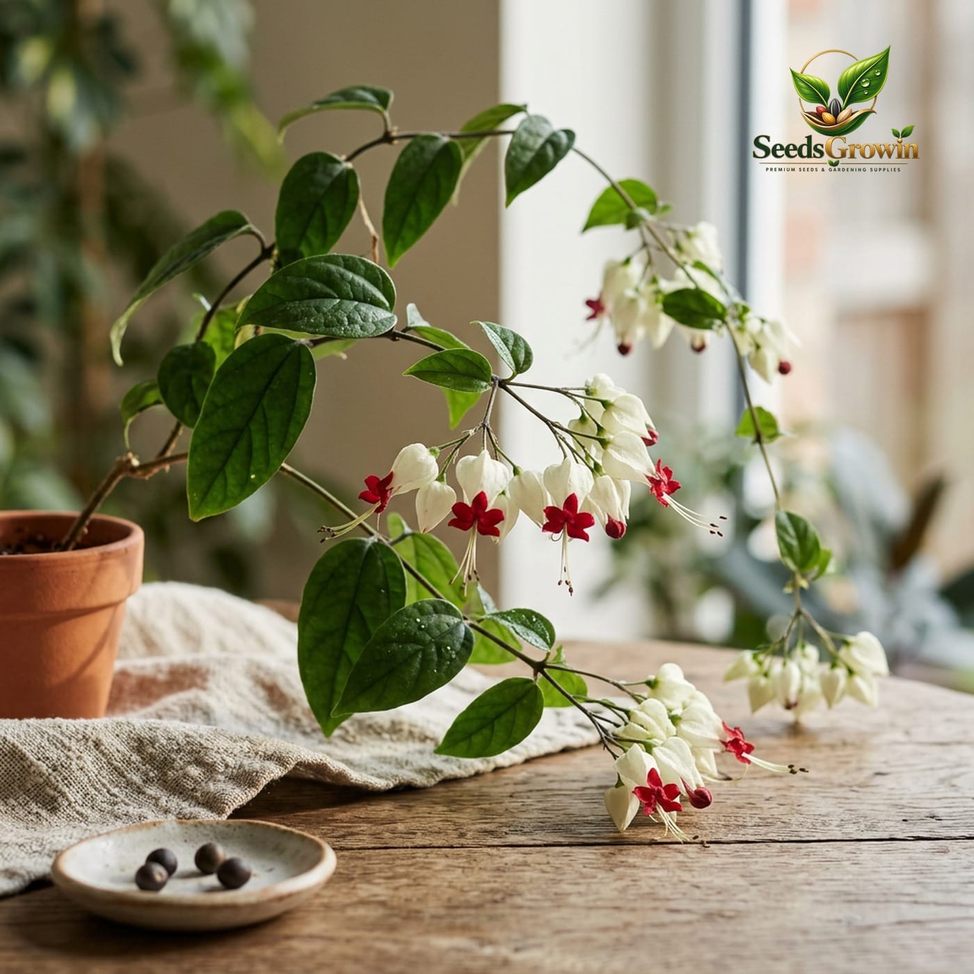 Climbing Jasmine Flower Seeds - Clerodendrum Vine - Fragrant Pollinator Friendly product photo for gardening and home growing