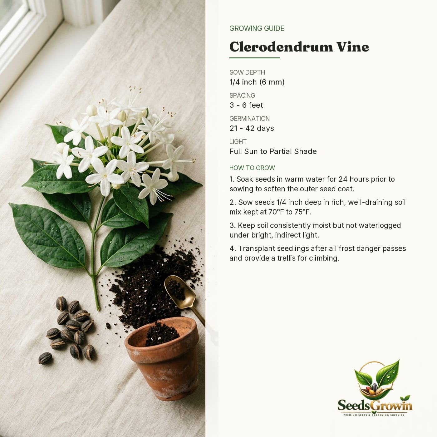 Climbing Jasmine Flower Seeds - Clerodendrum Vine - Fragrant Pollinator Friendly product photo for gardening and home growing