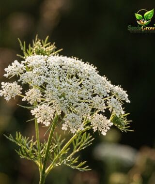 Queen Anne's Lace Seeds - Ammi Majus White Wildflower - Cottage Garden Annual product photo for gardening and home growing