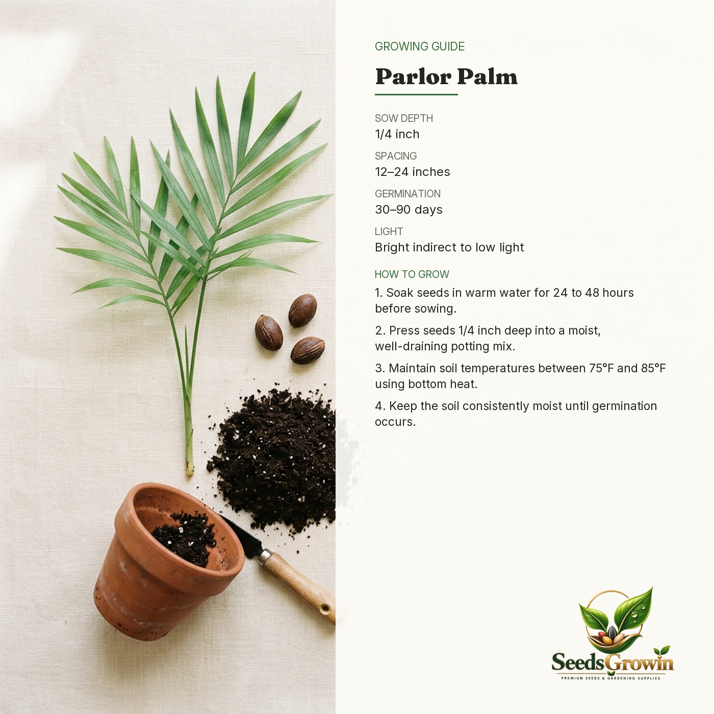 Parlor Palm Seeds – Chamaedorea Elegans Indoor Tropical Plant (Perennial) product photo for gardening and home growing