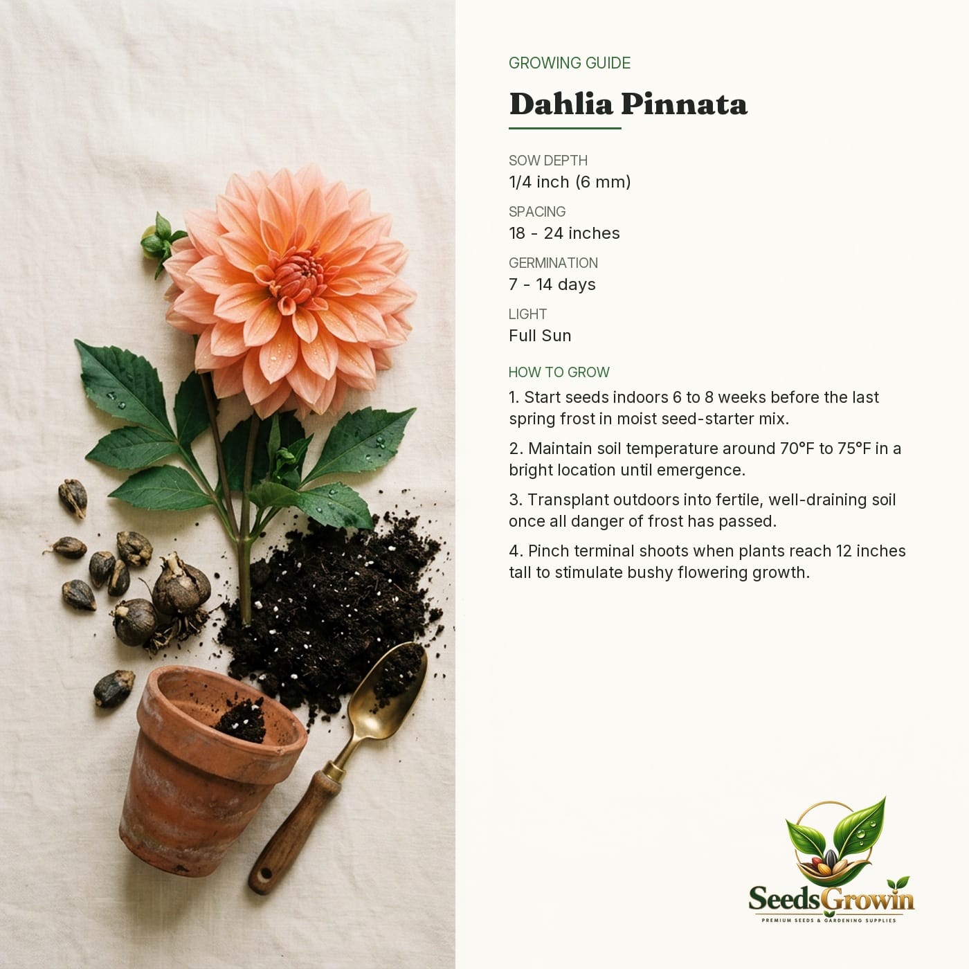 Dahlia Pinnata Seeds, Large Double Bloom Cut Flowers, Heirloom Garden Planting product photo for gardening and home growing