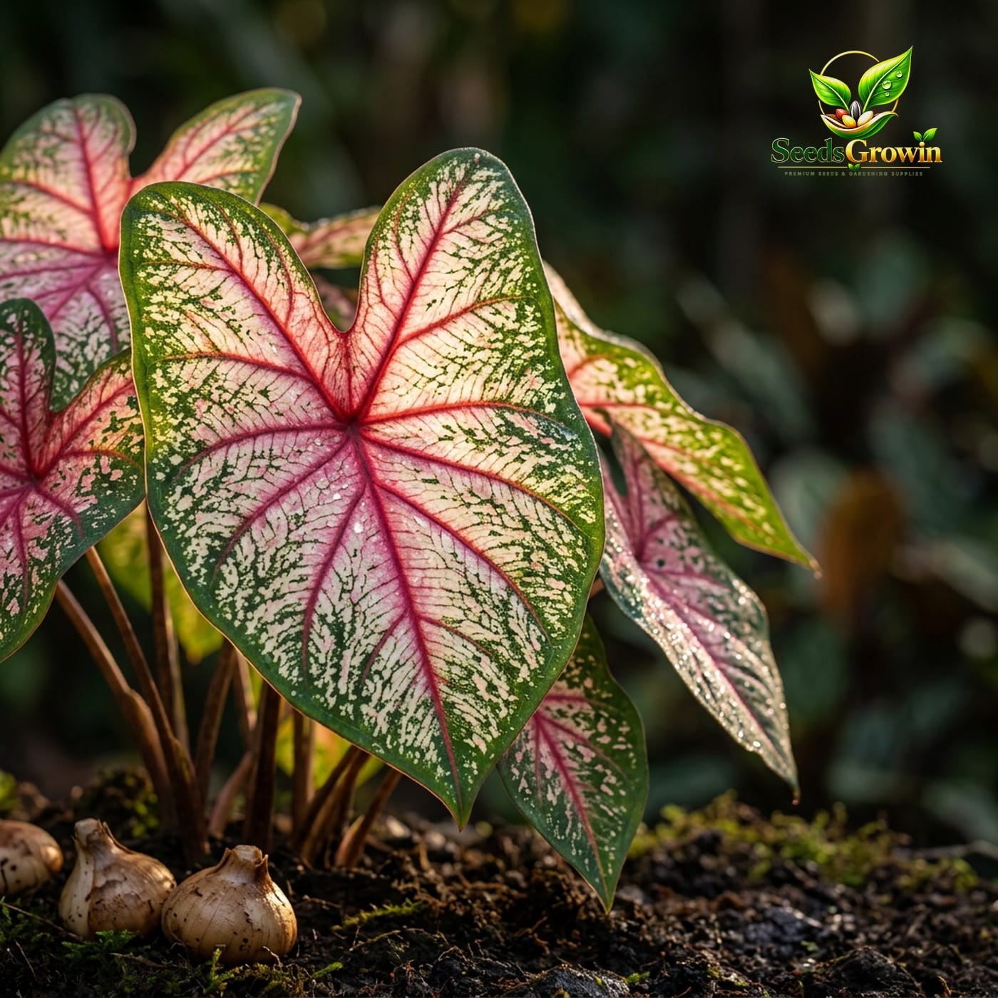 Tapestry Caladium Bulbs, Pink White Green Elephant Ears, Tropical Shade Garden Plants product photo for gardening and home growing