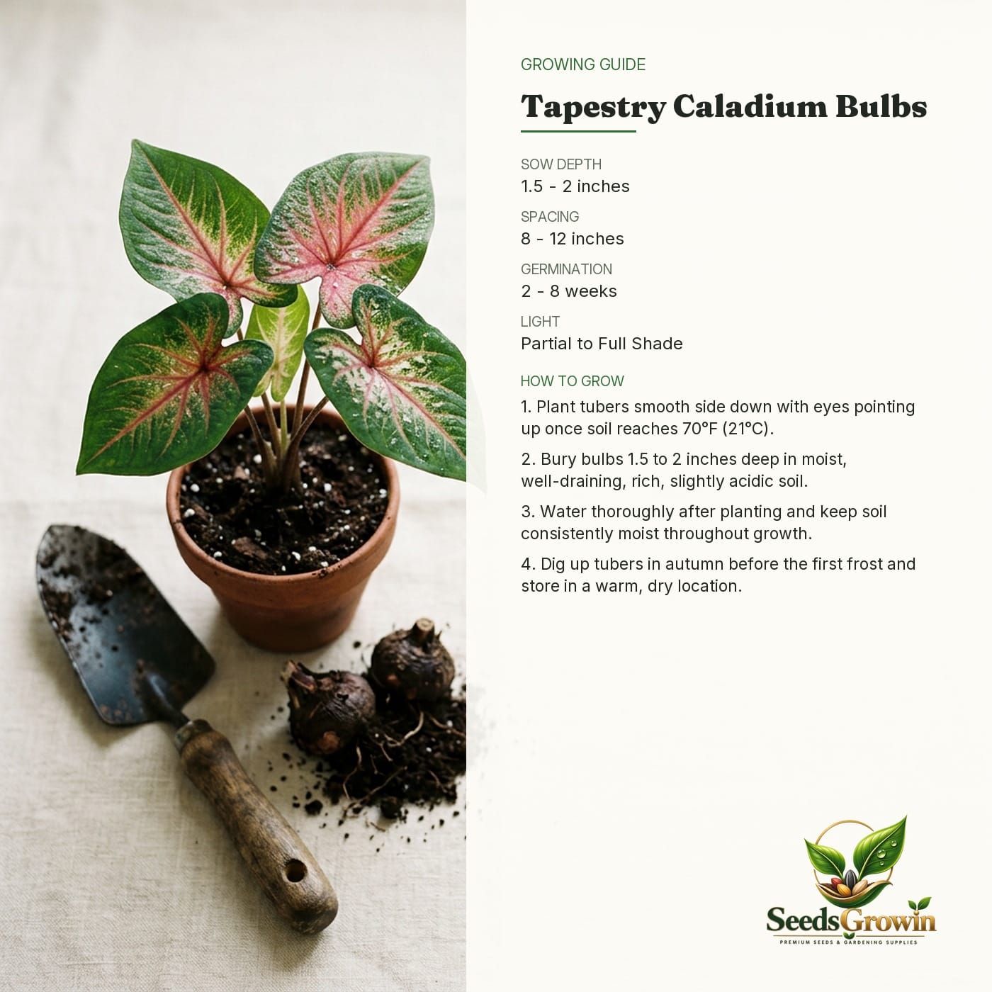 Tapestry Caladium Bulbs, Pink White Green Elephant Ears, Tropical Shade Garden Plants product photo for gardening and home growing