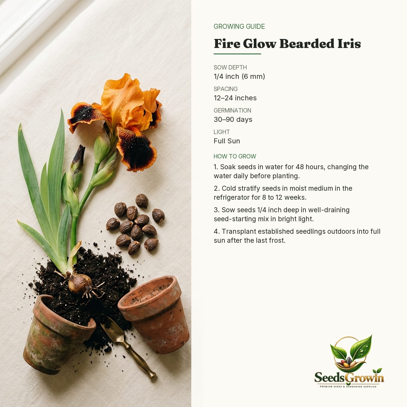 fire-glow-bearded-iris-seeds - Image 4
