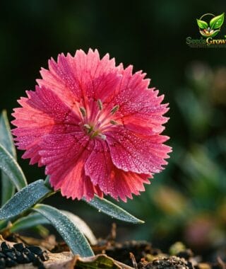 Mixed Carnation Seeds product photo for gardening and home growing