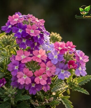 Verbena Seeds for Planting product photo for gardening and home growing