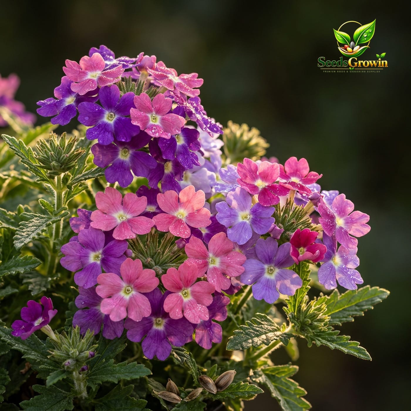 Verbena Seeds for Planting product photo for gardening and home growing