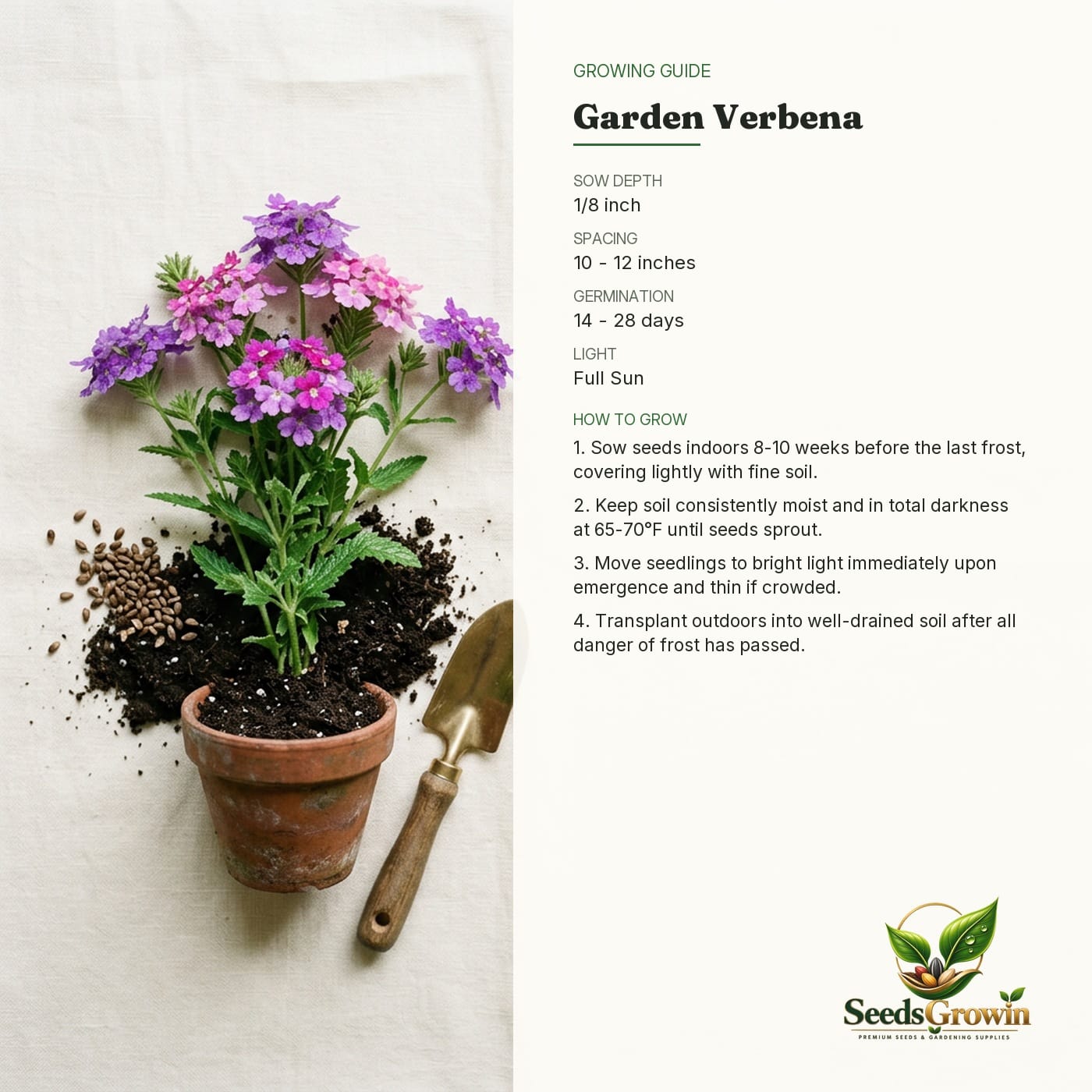 Verbena Seeds for Planting product photo for gardening and home growing