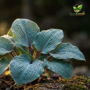 Red Blue Hosta Seeds – Burgundy-Stemmed Shade Perennials