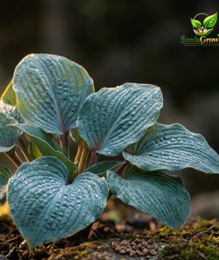 200+ Red Blue Hosta Seeds product photo for gardening and home growing