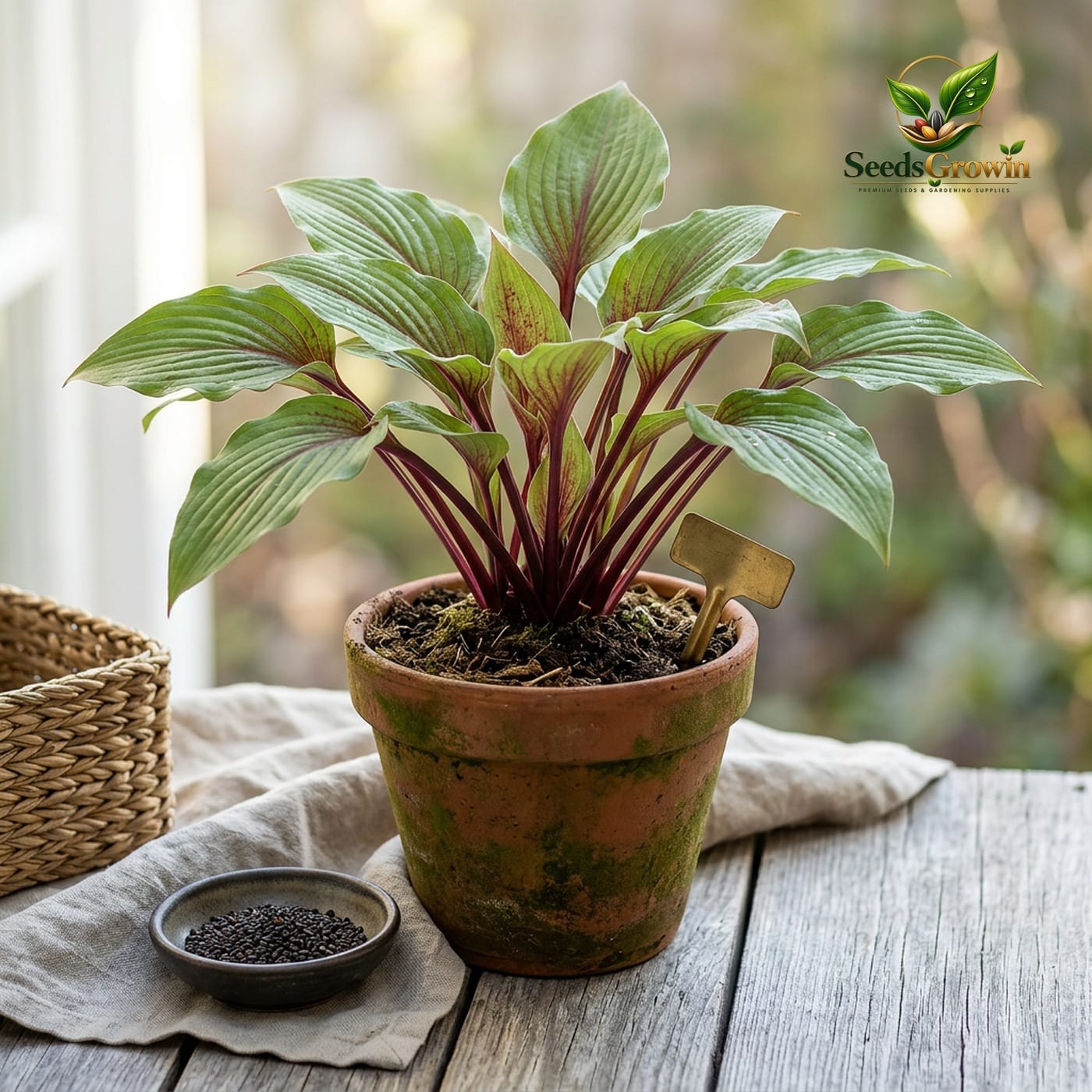 200+ Red Blue Hosta Seeds product photo for gardening and home growing