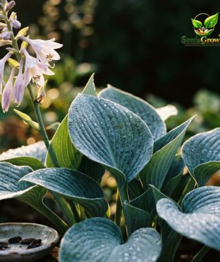 200+ Blue & Black Hosta Seeds product photo for gardening and home growing