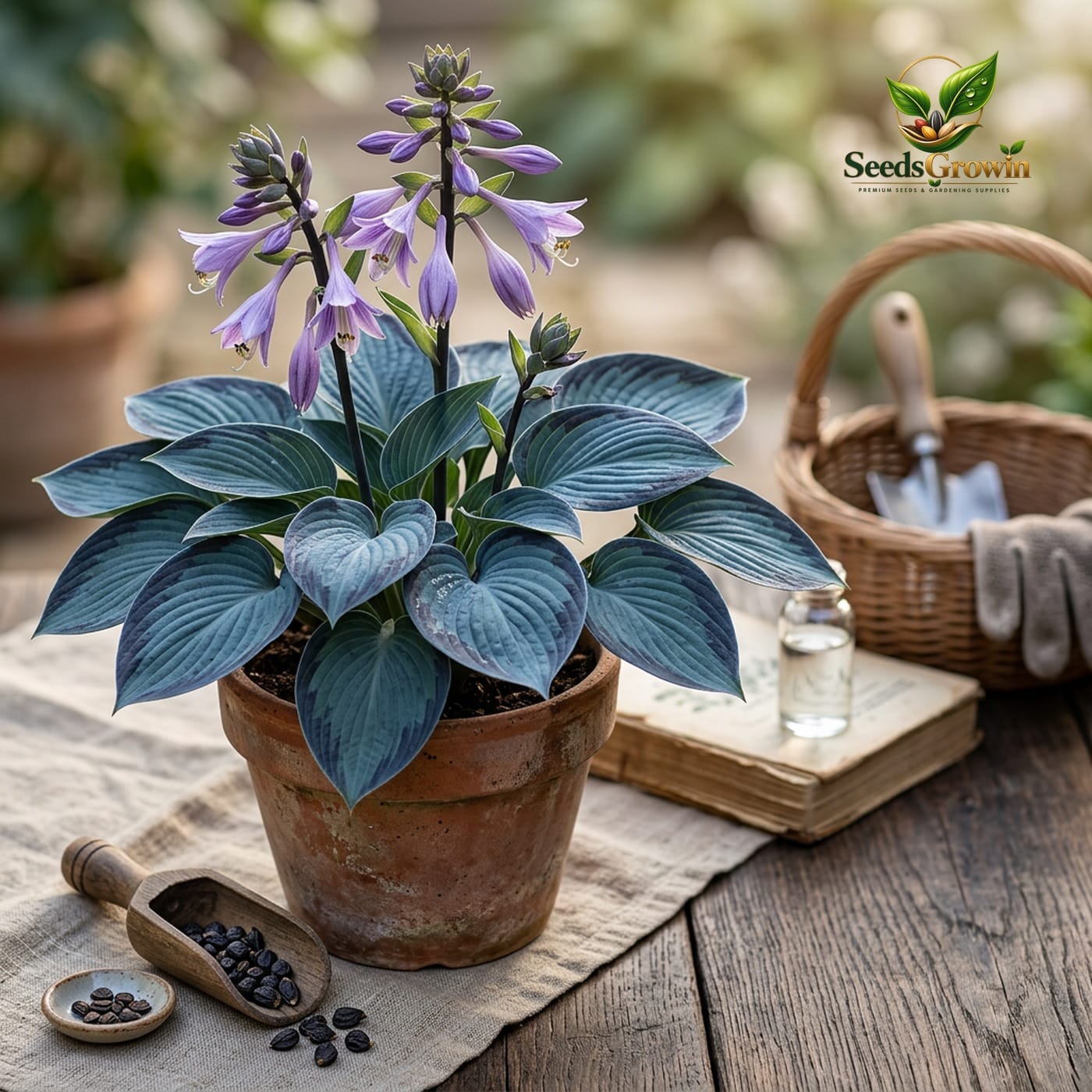 200+ Blue & Black Hosta Seeds product photo for gardening and home growing