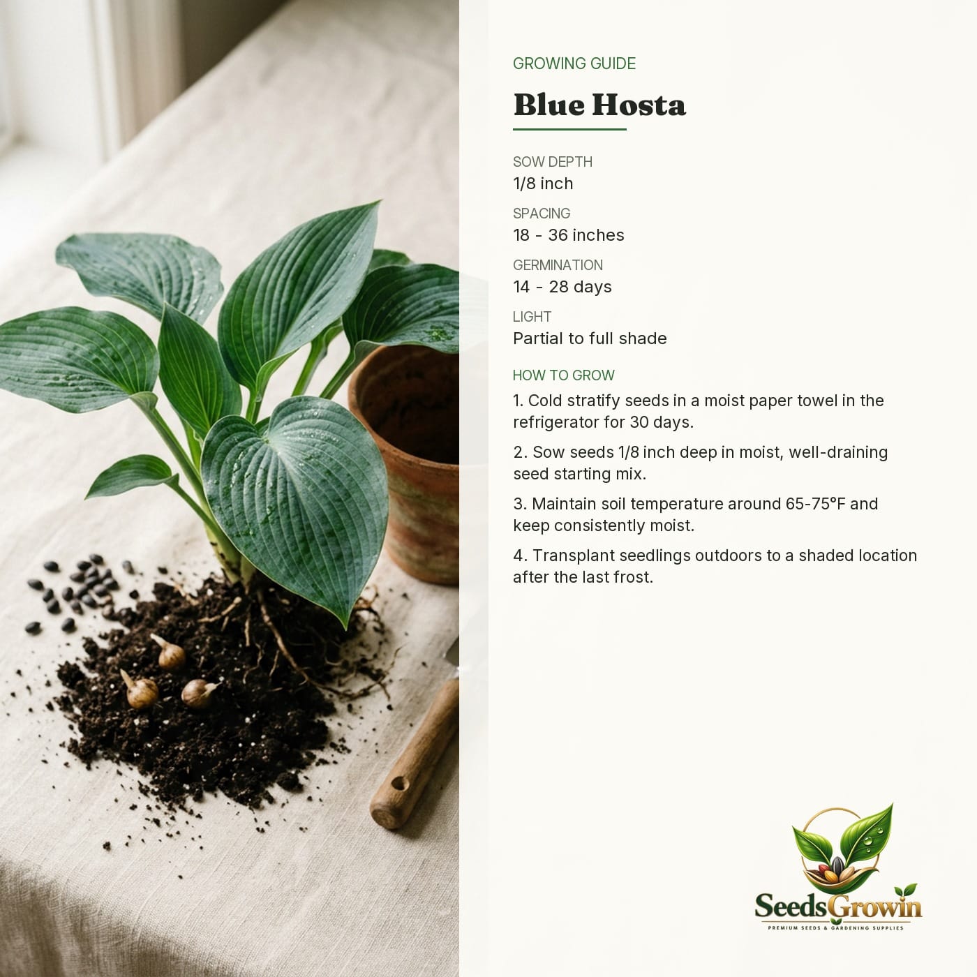 200+ Blue & Black Hosta Seeds product photo for gardening and home growing